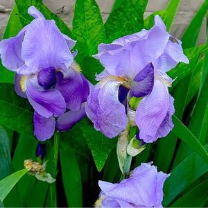 2 Rhizomes Lavender Color bearded iris bulbs
